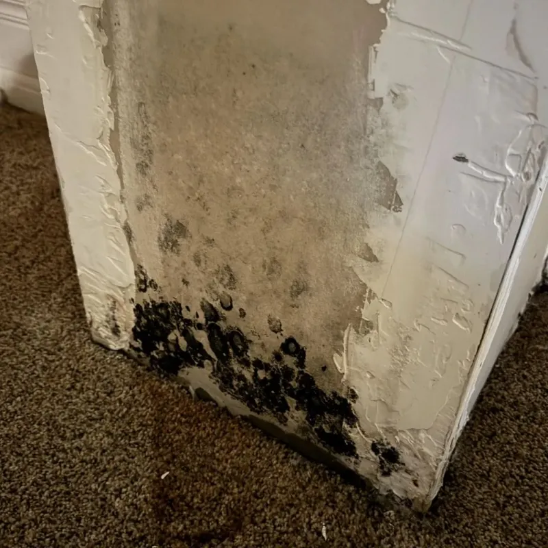 Professional Mold Removal in Madison County, TX